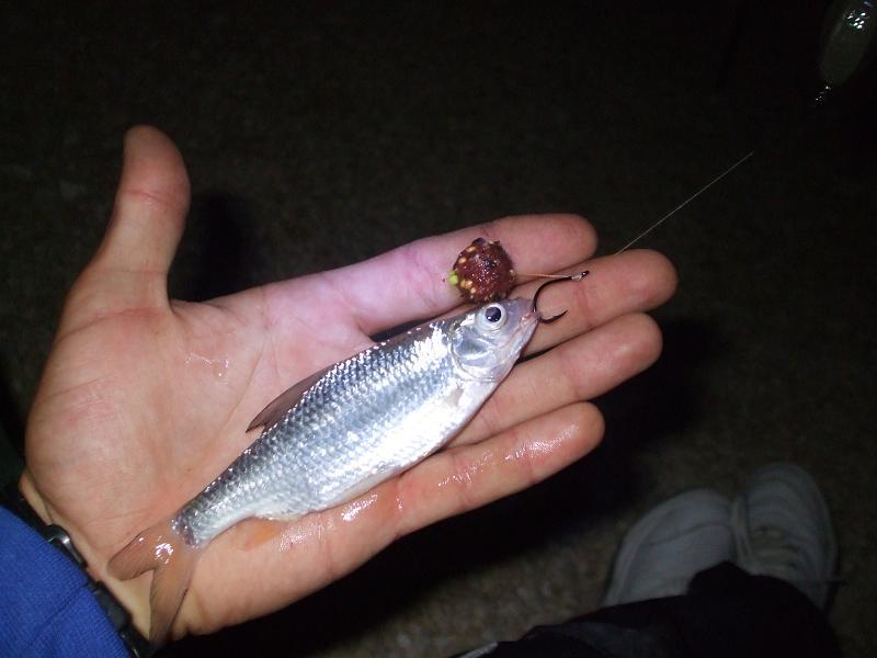 CN 2013-Corbu, CT, Lotul Overten - dscf7860.jpg